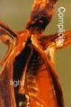 Light Book Cover